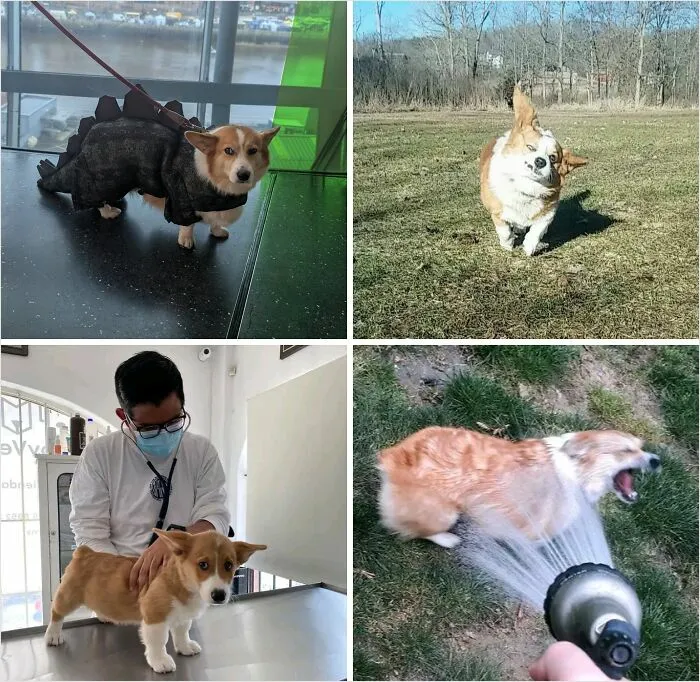 Disapproving Corgis
