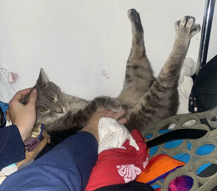 Adopted Him 3 Days Ago. I Was Told He’s Very Shy. Every Time I Pet His Stomach He Does This. Is It S Good Sign?