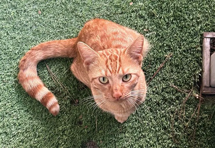 Got Adopted By A Cat Today