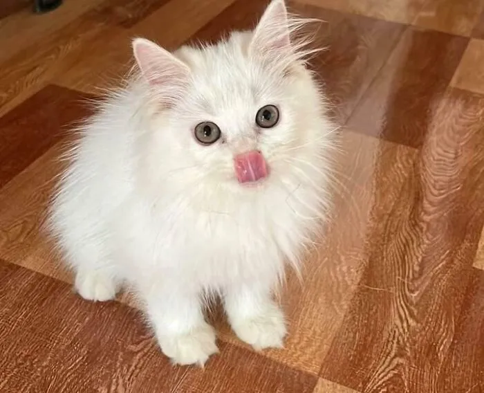 Just Adopted A New Kitten And Look At That Tiny Tongue!!