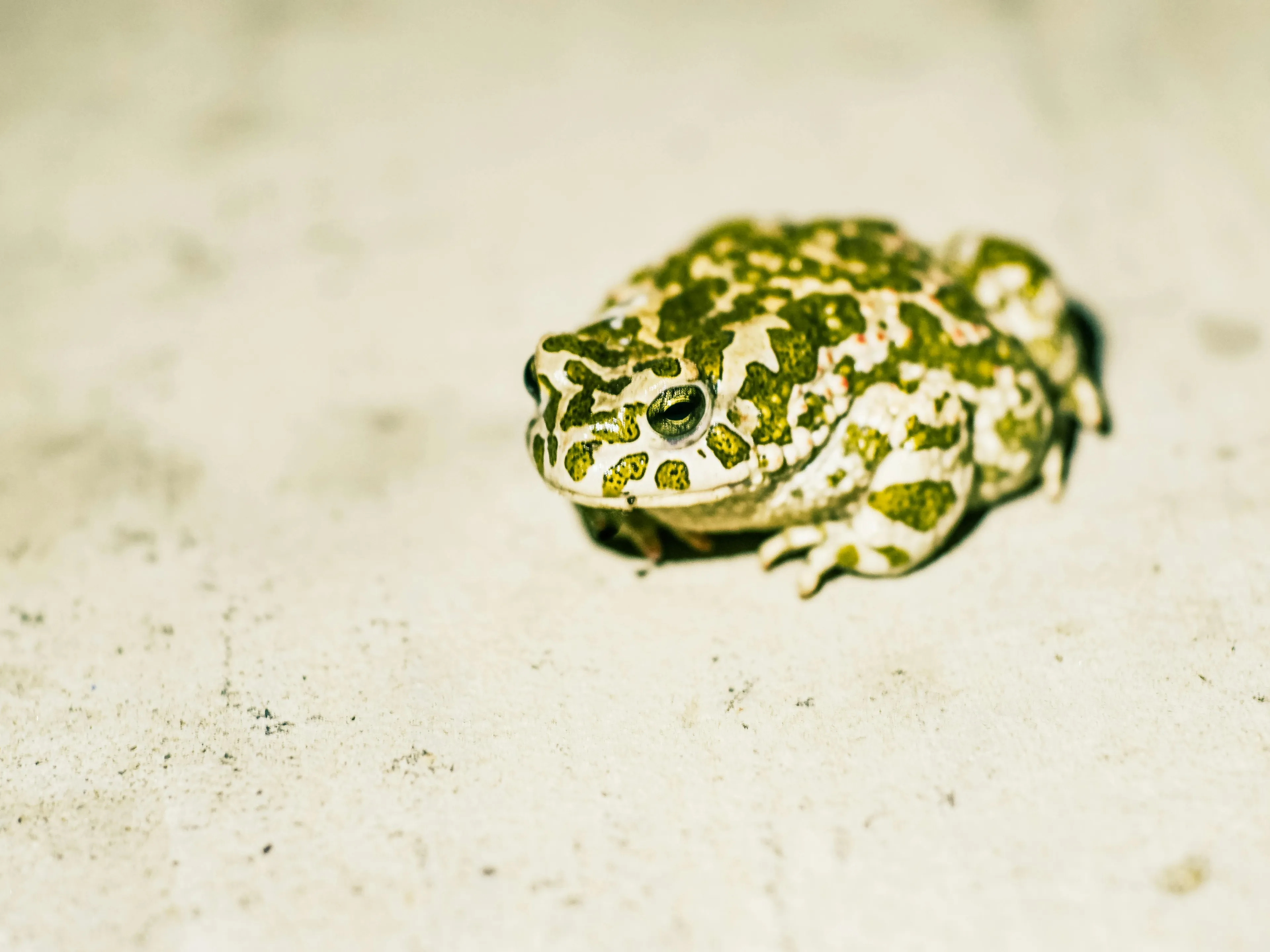 Close-up of a green and white toad resting on a light surface, illustrating differences general knowledge quiz topic.