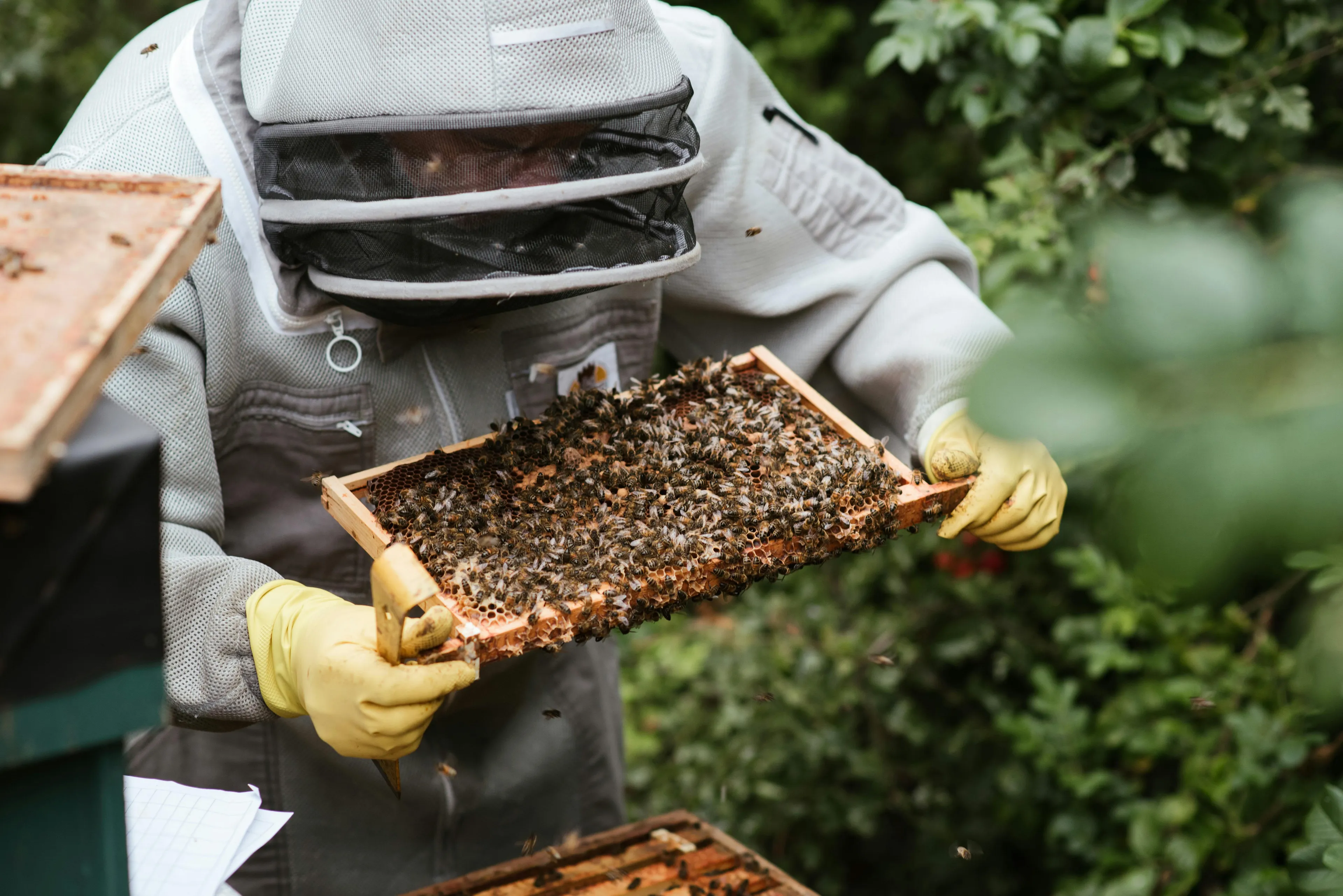 Beekeeper examining a honeycomb frame covered with bees highlighting differences general knowledge quiz.