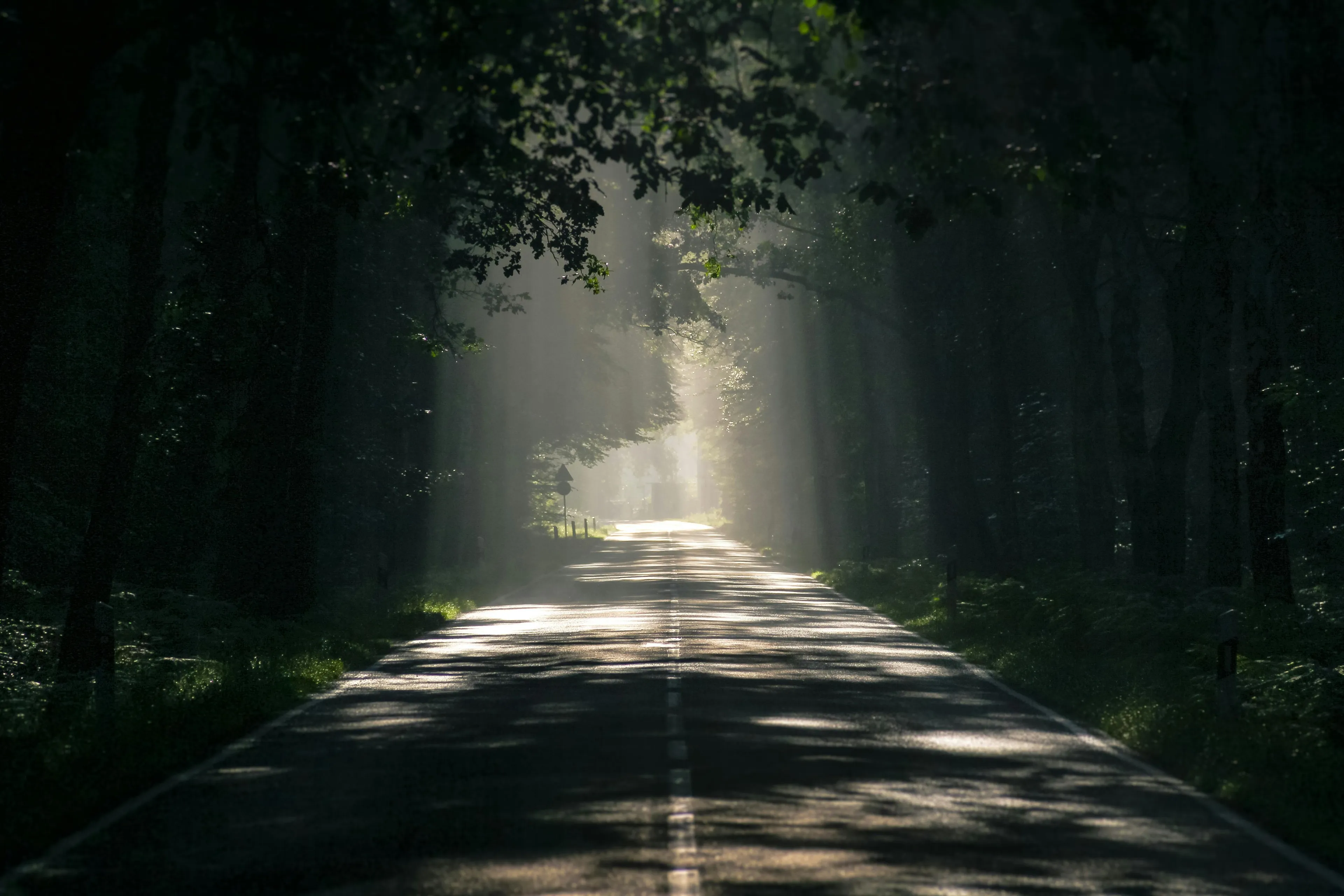 Sunlight filtering through dense trees onto a quiet road, highlighting nature's contrast in a general knowledge quiz setting.