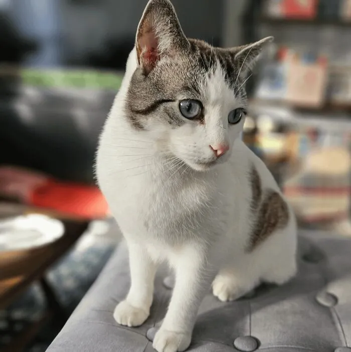 We Adopted Yoshi After He Was Rescued From A Single House With 40+ Cats