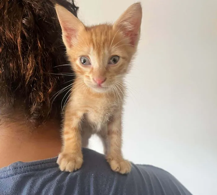 Jaiminho Just Got Adopted! This 45 Days Old Boy Already Got His First Vet Visit, Sleeps A Lot, Likes To Stay In His Litter Box And Thinks He's A Parrot