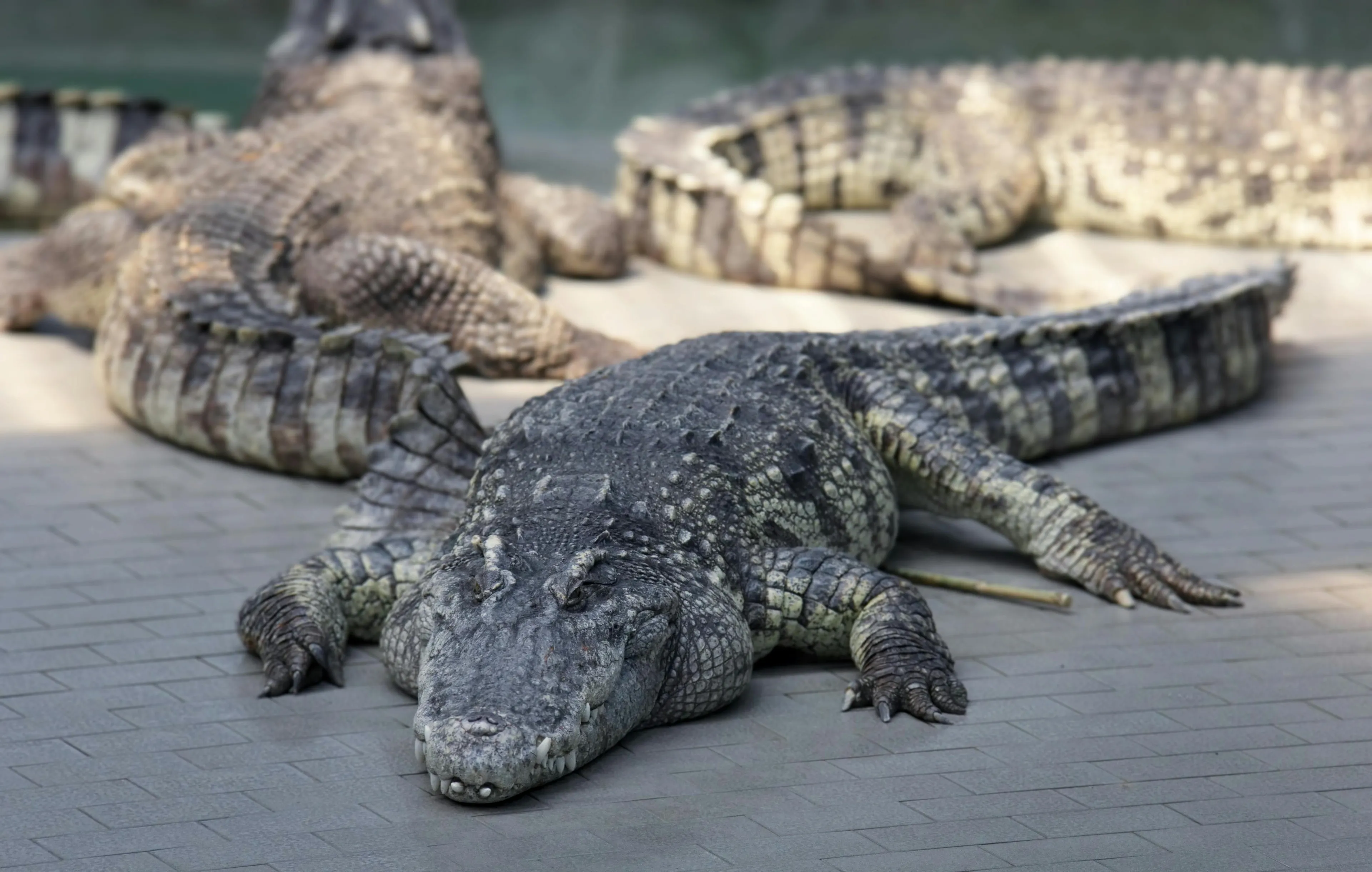 Crocodiles and alligators resting on a tiled ground, showing textured skin and body differences in daylight.