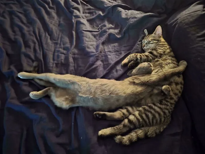 Two cats sleeping intertwined in a pose that resembles a classic accidental Renaissance painting.
