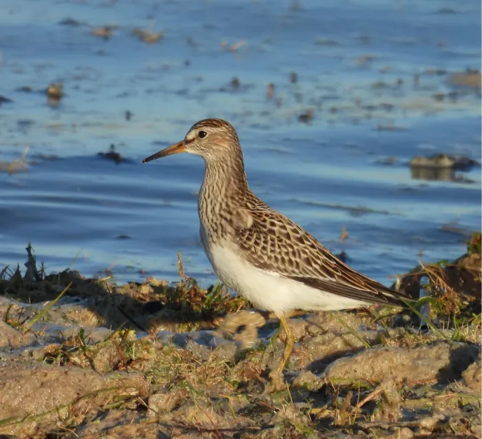 7# Pectoral Sandpiper