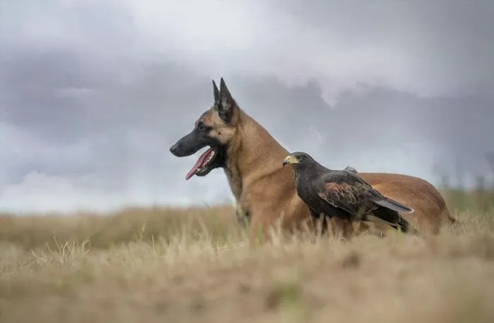 Unlikely Animal Friendships That Will Melt Your Heart (21 Pics)