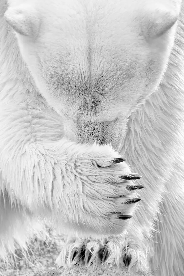 The Most Stunning Nature Photos Of 2025, According To The IPA Awards