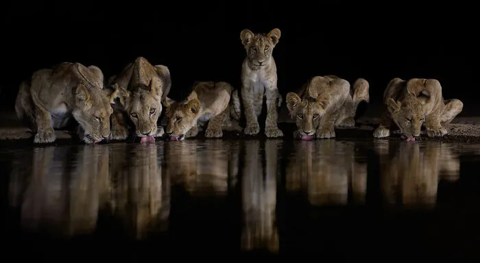 The Most Stunning Nature Photos Of 2025, According To The IPA Awards