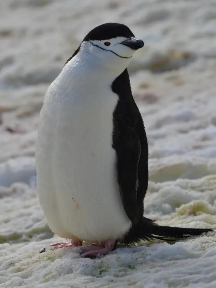 9# Chinstrap Penguin