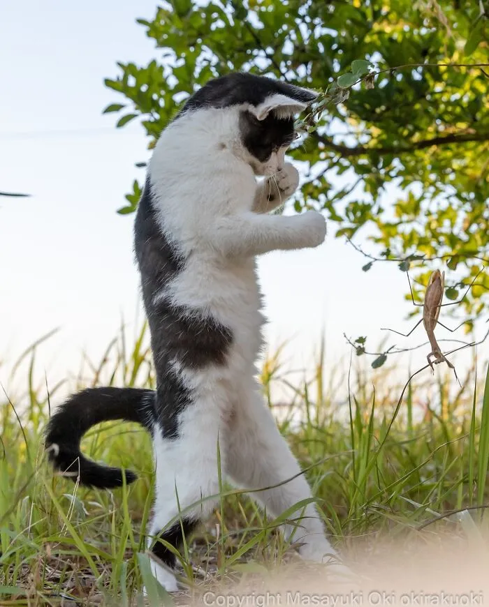 Japanese Street Cats Are Back With 43 New Photos Full Of Chaos And Charm