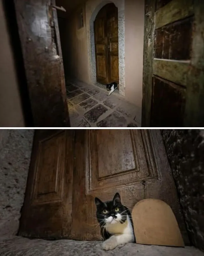 Cats Return As Historic Cat Door Reopens In Istanbul’s Topkapı Palace