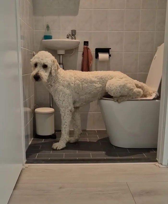 Potty-Trained Labradoodle 