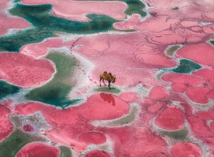 The Most Stunning Nature Photos Of 2025, According To The IPA Awards