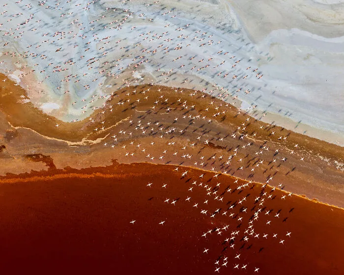 The Most Stunning Nature Photos Of 2025, According To The IPA Awards