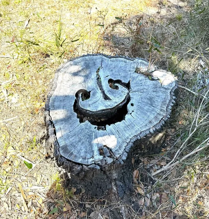 This Tree Stump Was Delighted That I Stopped By!