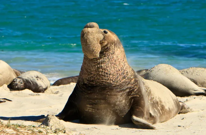 10# Northern Elephant Seal