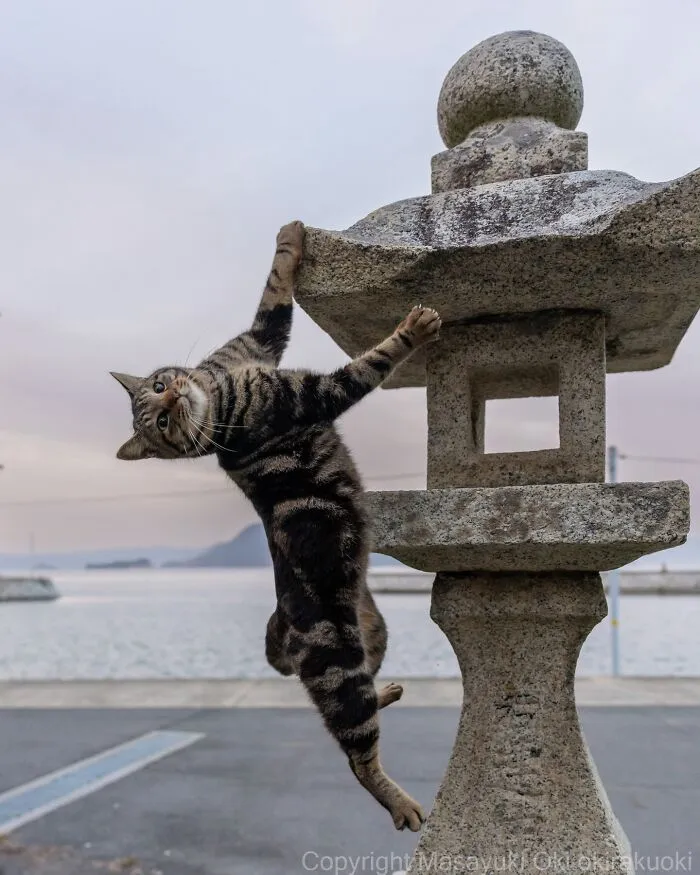 Japanese Street Cats Are Back With 43 New Photos Full Of Chaos And Charm