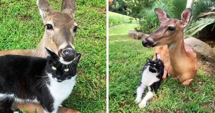 Unlikely Animal Friendships That Will Melt Your Heart (21 Pics)