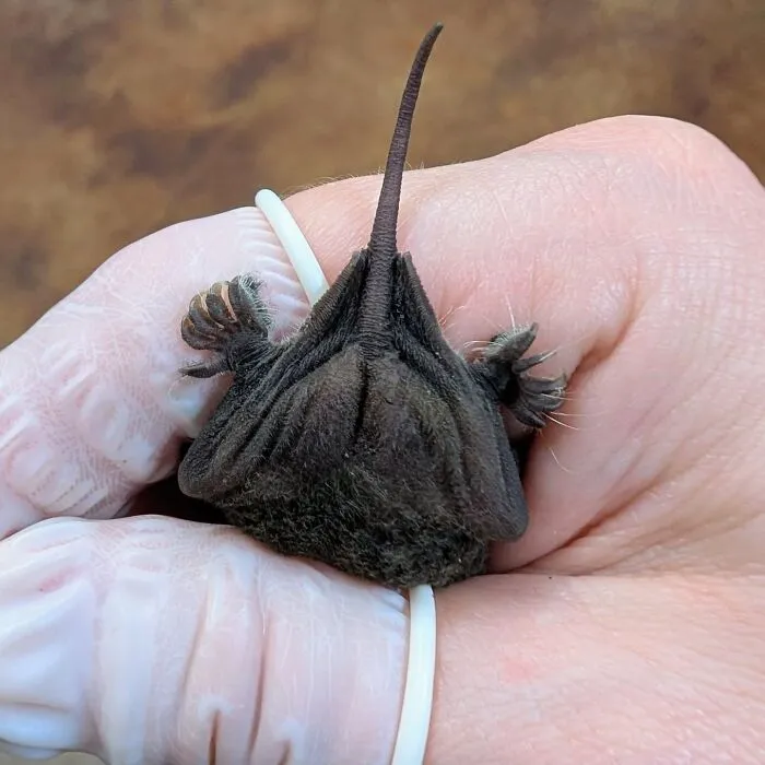 35 Photos Of Rescued Bats That Prove These Animals Are Full Of Personality