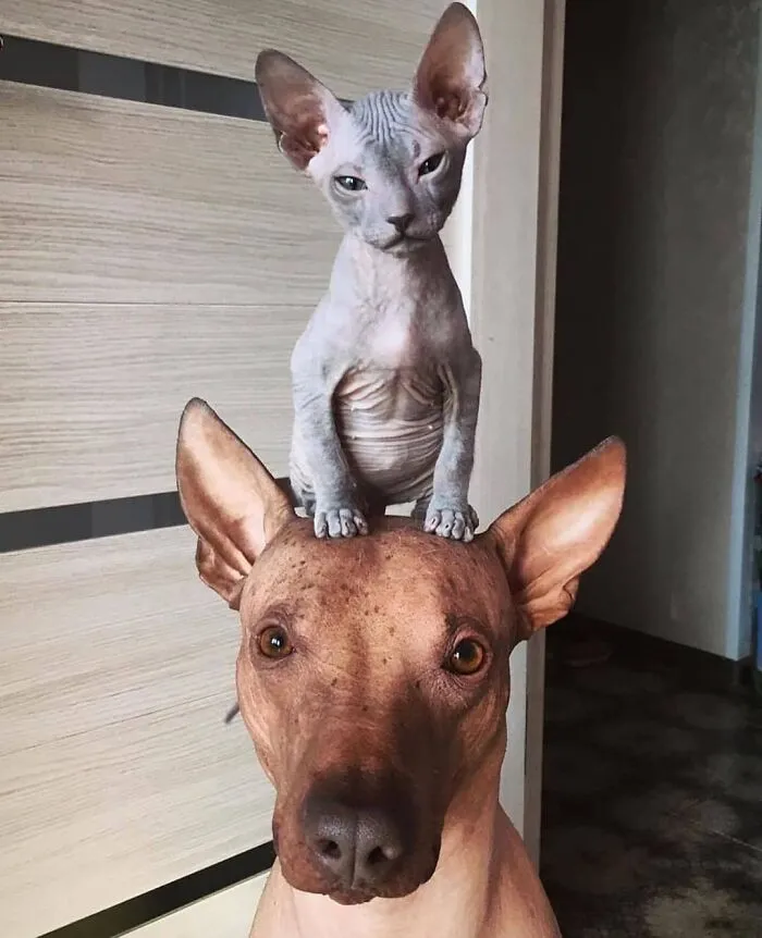 Unlikely Animal Friendships That Will Melt Your Heart (21 Pics)