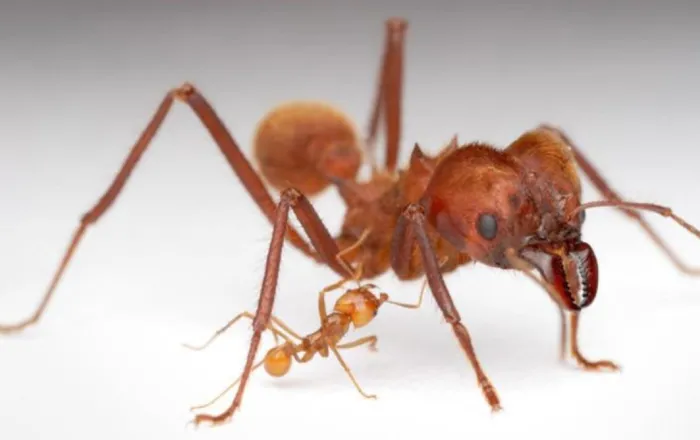 1# Worker Ants