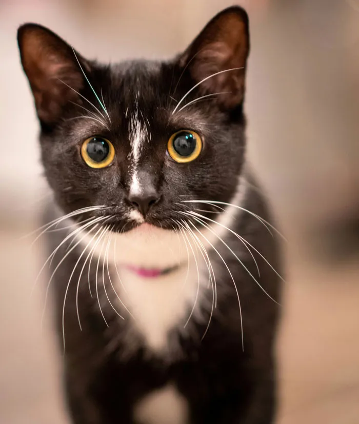 33 Funny But Painful Vet Visits Where The Owners Had To Pay For Something Silly