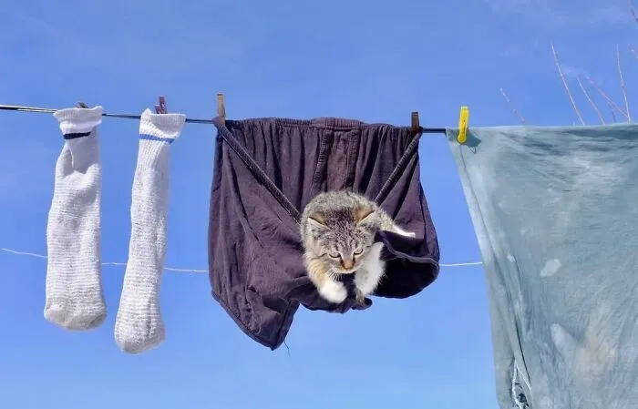 This Photographer Documents Street Cats, And Here Are His 30 Best Shots