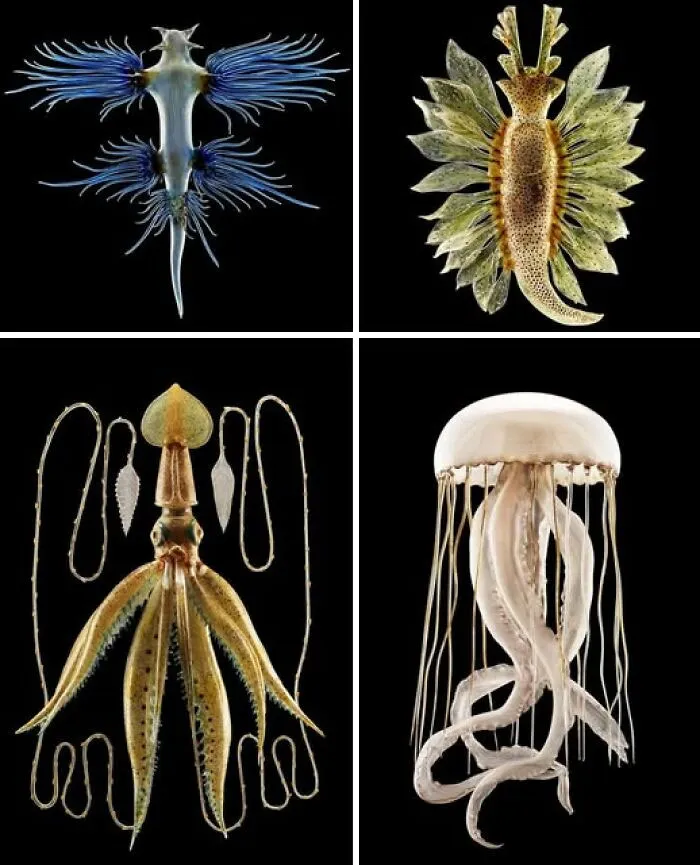 The Blaschka Glass Sea Creatures Are A World-Renowned Collection Of At Least 10,000 Of Scientifically Accurate And Highly Detailed Glass Models Of Marine Invertebrates Created By Father And Son Leopold And Rudolf Blaschka, In Dresden Between 1863 And 1880 Ce
