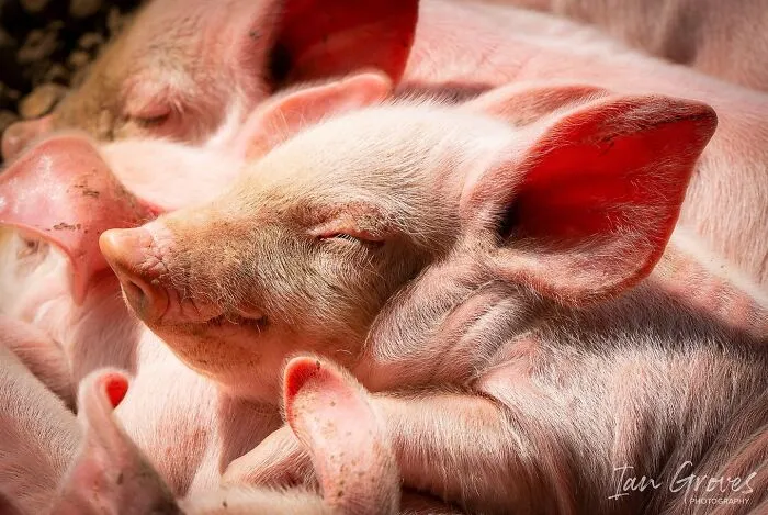 Estas 30 fotos de animales fueron elegidas por el público como las mejores del concurso de Photocrowd