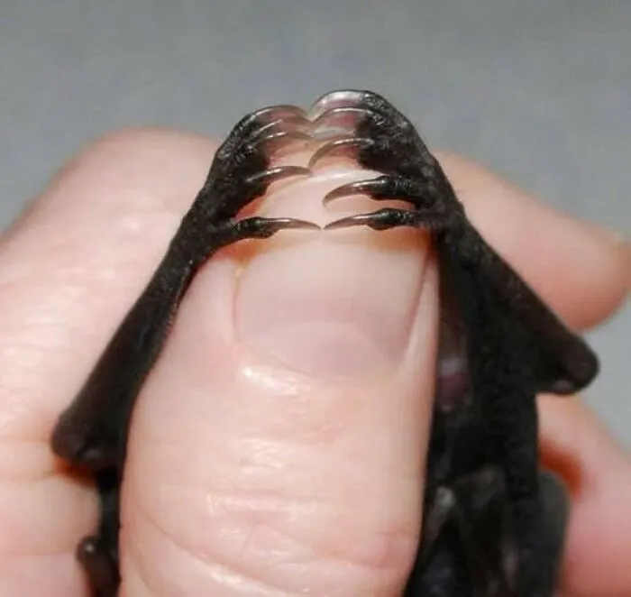 35 Photos Of Rescued Bats That Prove These Animals Are Full Of Personality