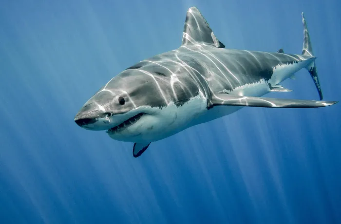 11# Great White Shark