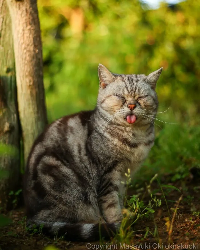 Japanese Street Cats Are Back With 43 New Photos Full Of Chaos And Charm