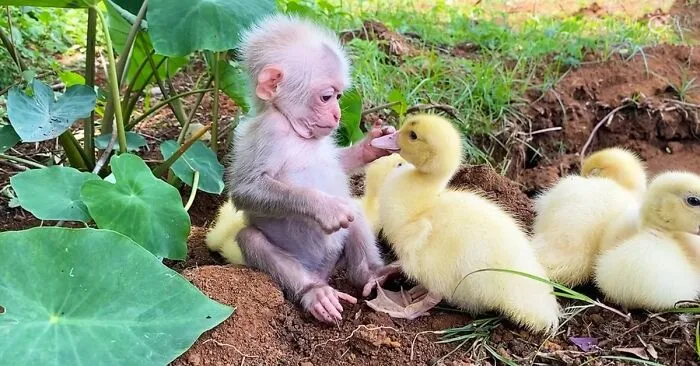 Unlikely Animal Friendships That Will Melt Your Heart (21 Pics)