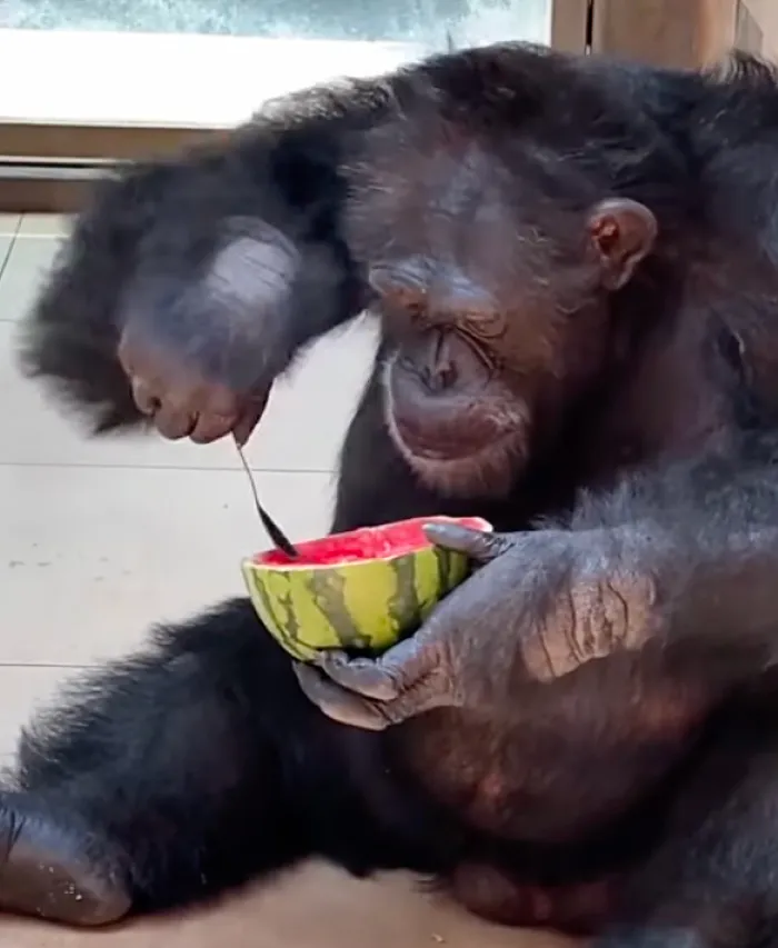 Tidy Chimpanzee