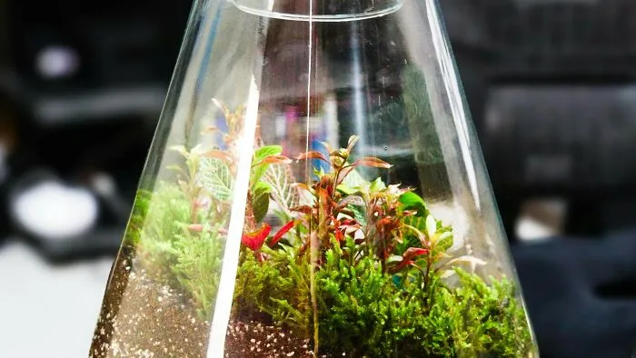 I (29F) recently travelled across the country for an incredible job offer. On the trip, I planned a getaway for my husband (33M) and my upcoming anniversary. In my absence, my husband decided to tamper with my closed bioactive terrarium, which is one of my favorite things that I have from my mom before she passed. I didn’t notice it right away, but it turns out he had opened it, poured a few cups of water in, and sealed it again. The roots are now rotting, and it’s all in terrible shape. Being very upset and needing time to try and salvage it, I cancelled our anniversary trip, which he got mad about, stating he was just trying to help.