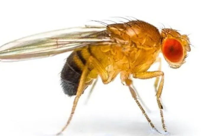 12# Fruit Flies
