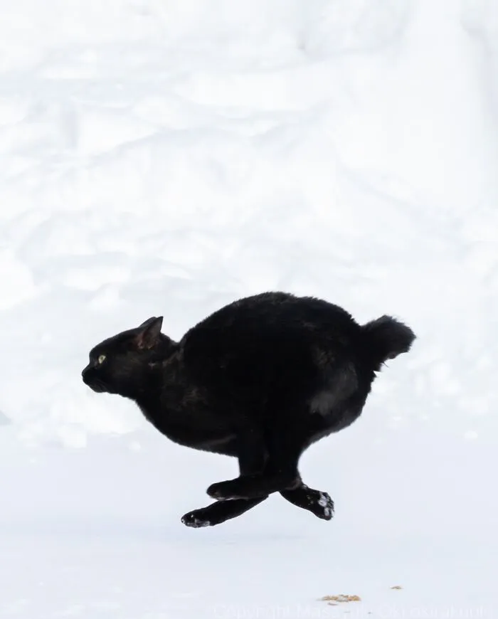 Japanese Street Cats Are Back With 43 New Photos Full Of Chaos And Charm