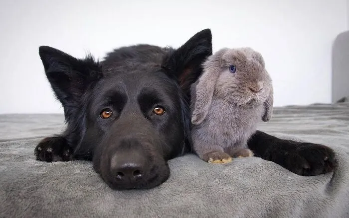 Unlikely Animal Friendships That Will Melt Your Heart (21 Pics)