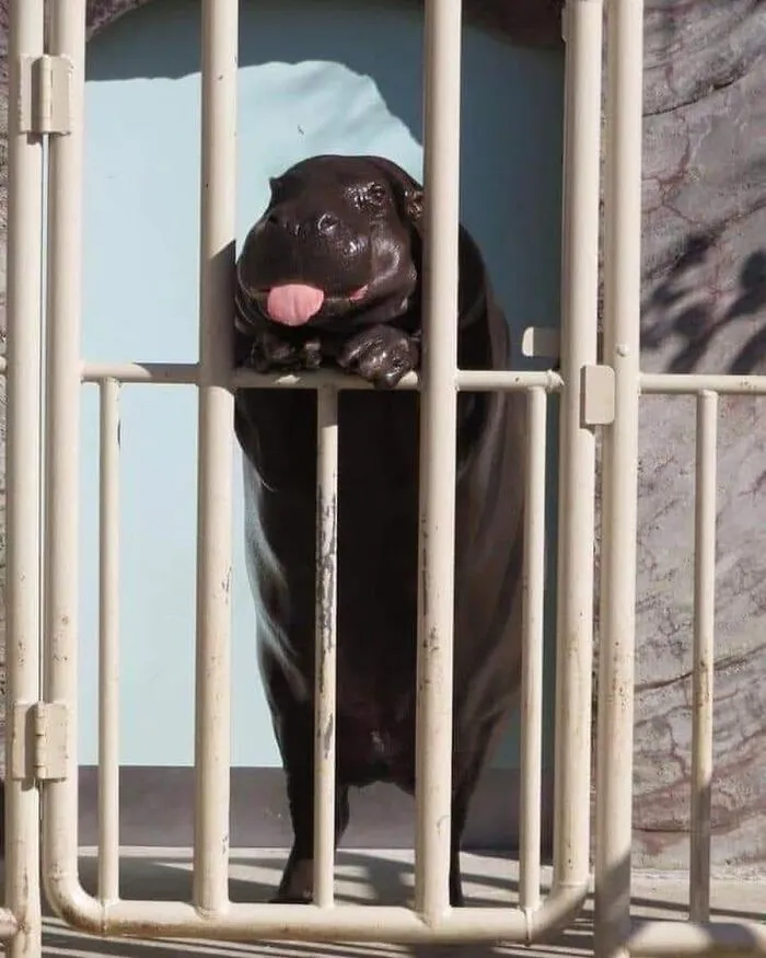 This Page Shared 50 Chonky Animals That Are Equal Parts Cute And Hilarious