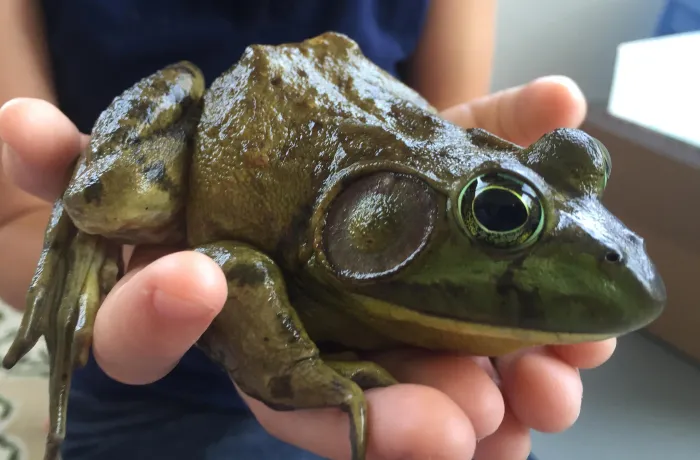 13# American Bullfrog