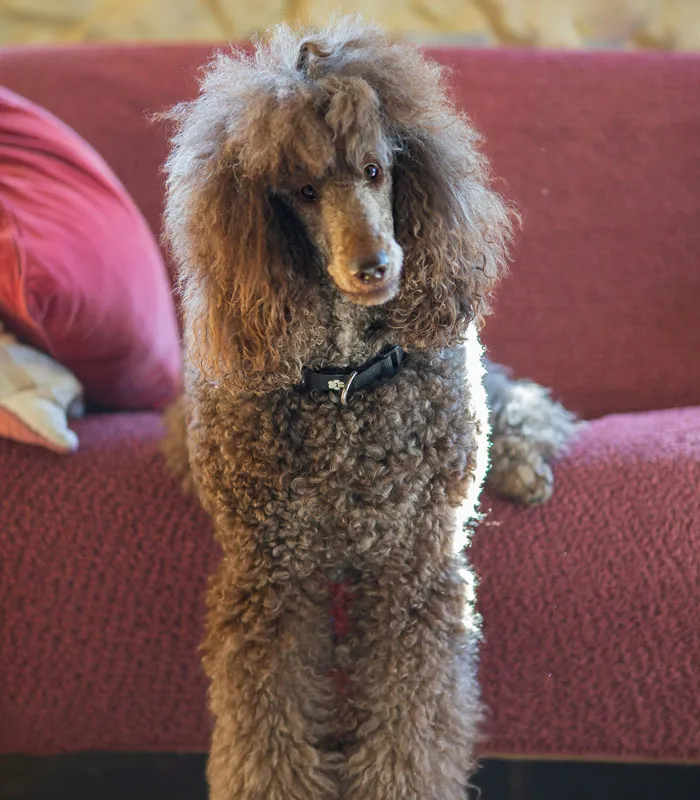 33 Funny But Painful Vet Visits Where The Owners Had To Pay For Something Silly