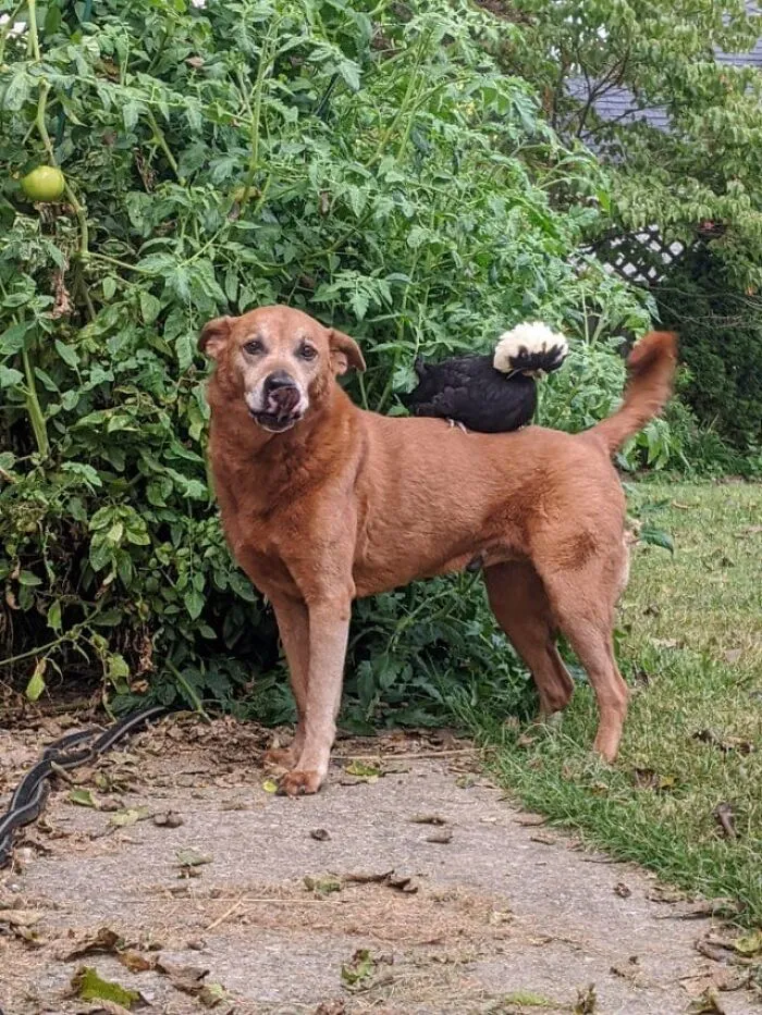 Unlikely Animal Friendships That Will Melt Your Heart (21 Pics)