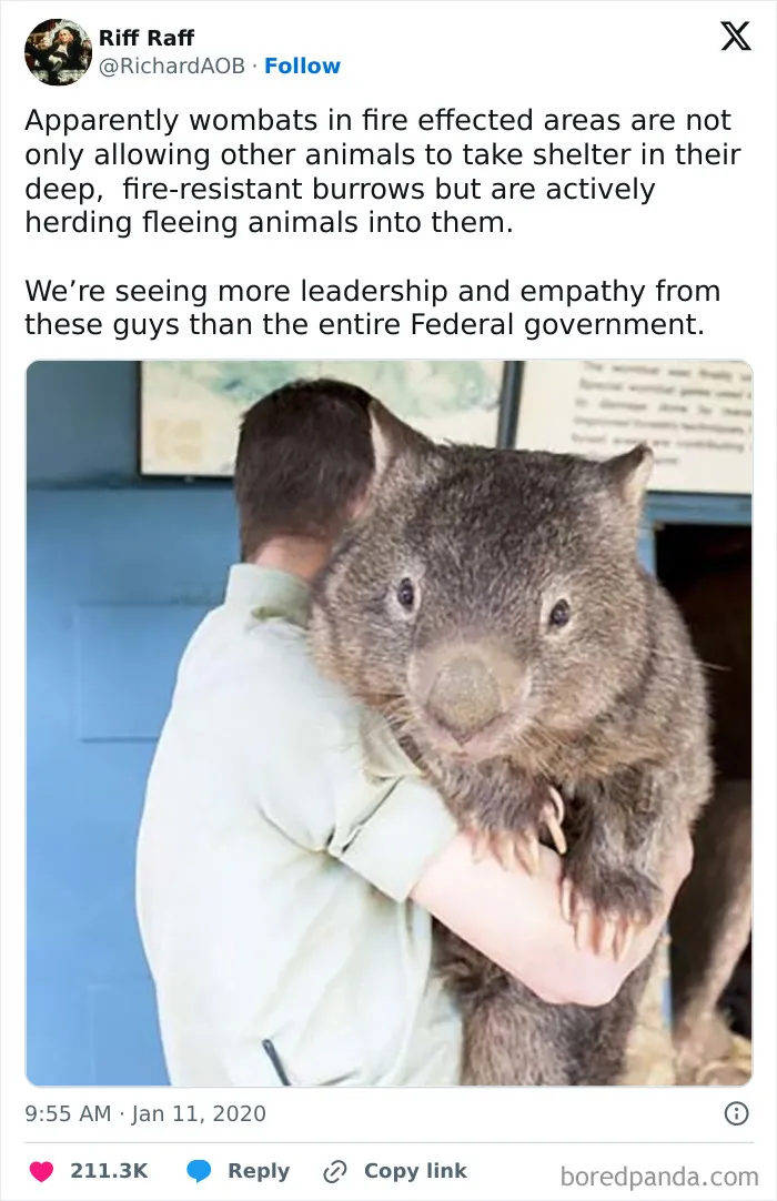 Of A Wombat