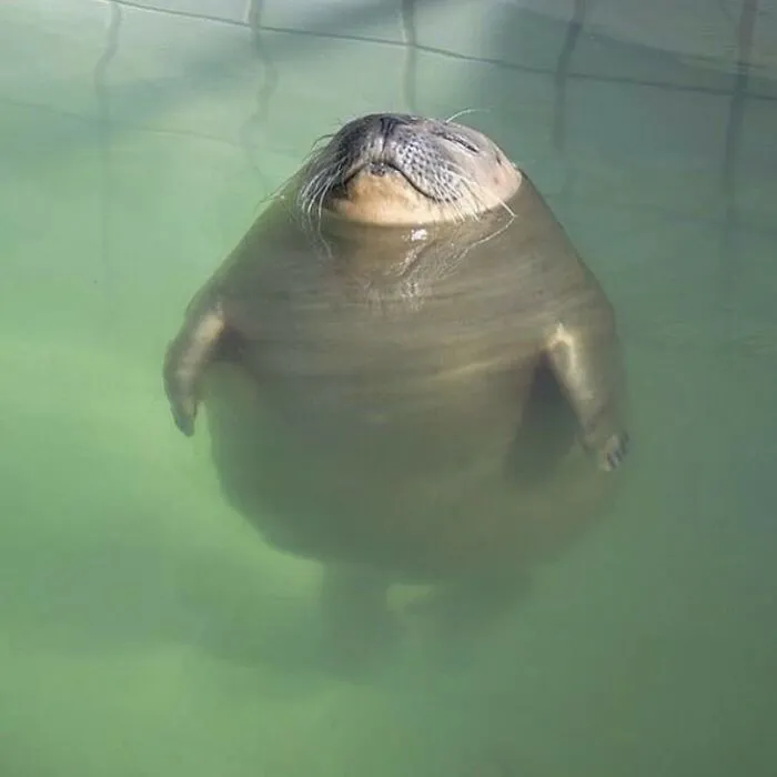 This Page Shared 50 Chonky Animals That Are Equal Parts Cute And Hilarious
