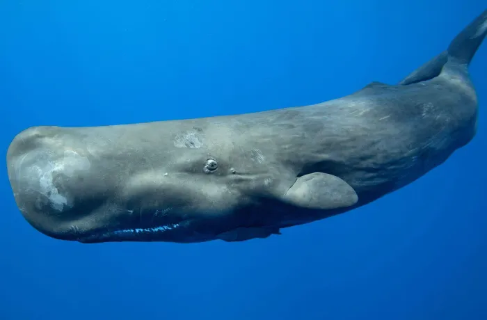 14# Sperm Whale