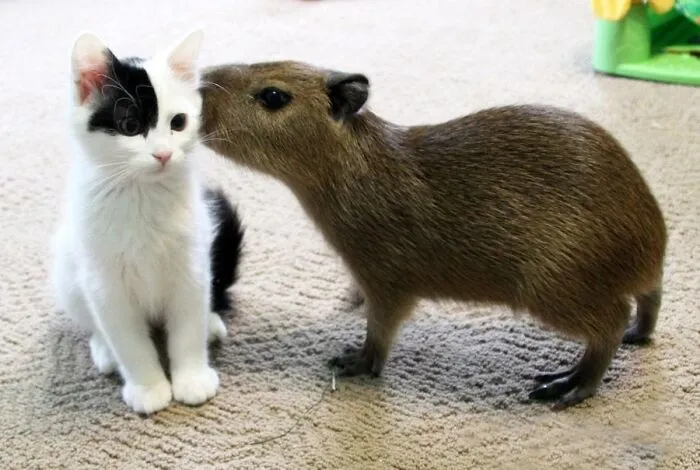 Unlikely Animal Friendships That Will Melt Your Heart (21 Pics)