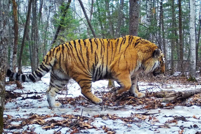 Tigre siberiano